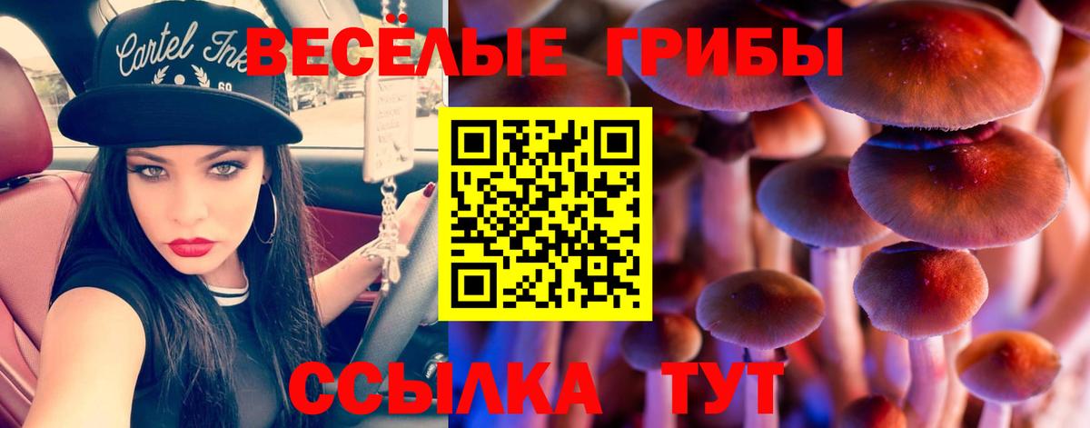 Галлюциногенные грибы прущие грибы  Псилоцибиновые грибы Cubensis  Дагестанские Огни  как найти   Вход с VPN 